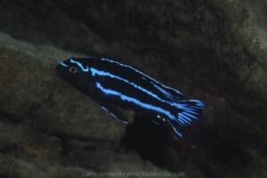 Pseudotropheus johannii 'Chiofu'